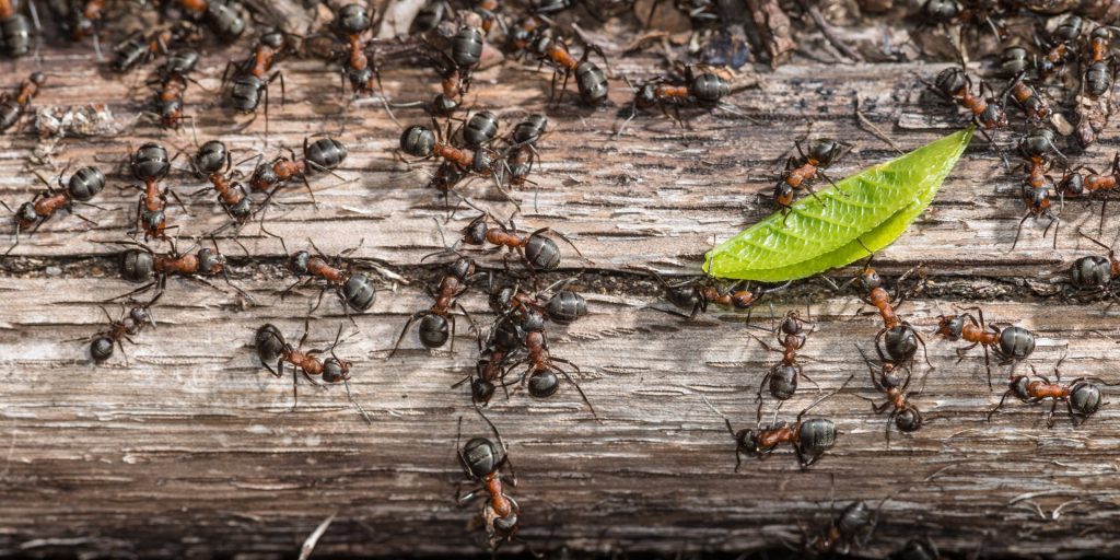 How to Get Rid of Carpenter Ants