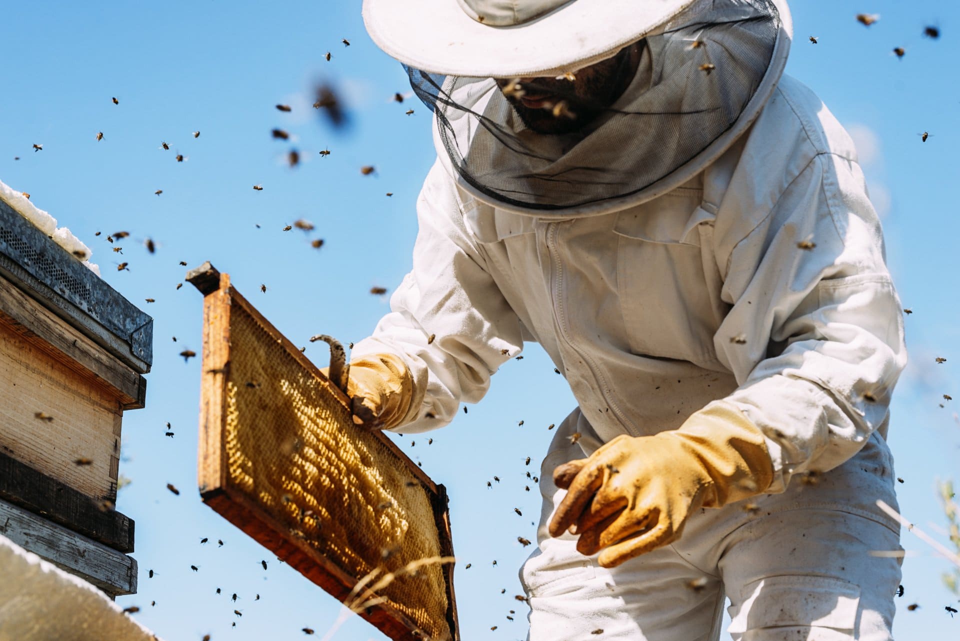 A beekeeper moving a bee colony.