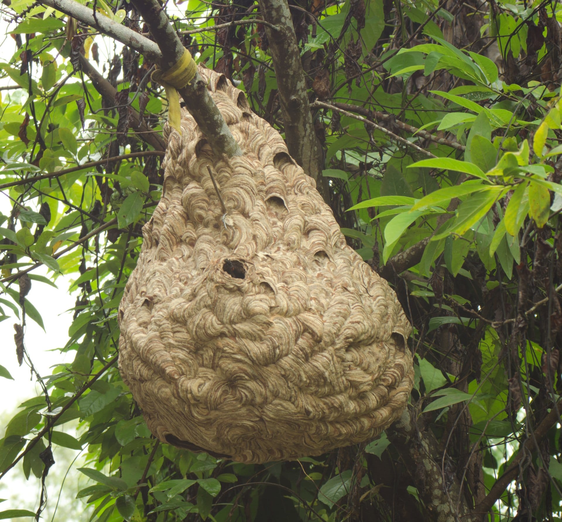 A large wasp nest in a tree. Wasps are a type of bee you should considering removing.