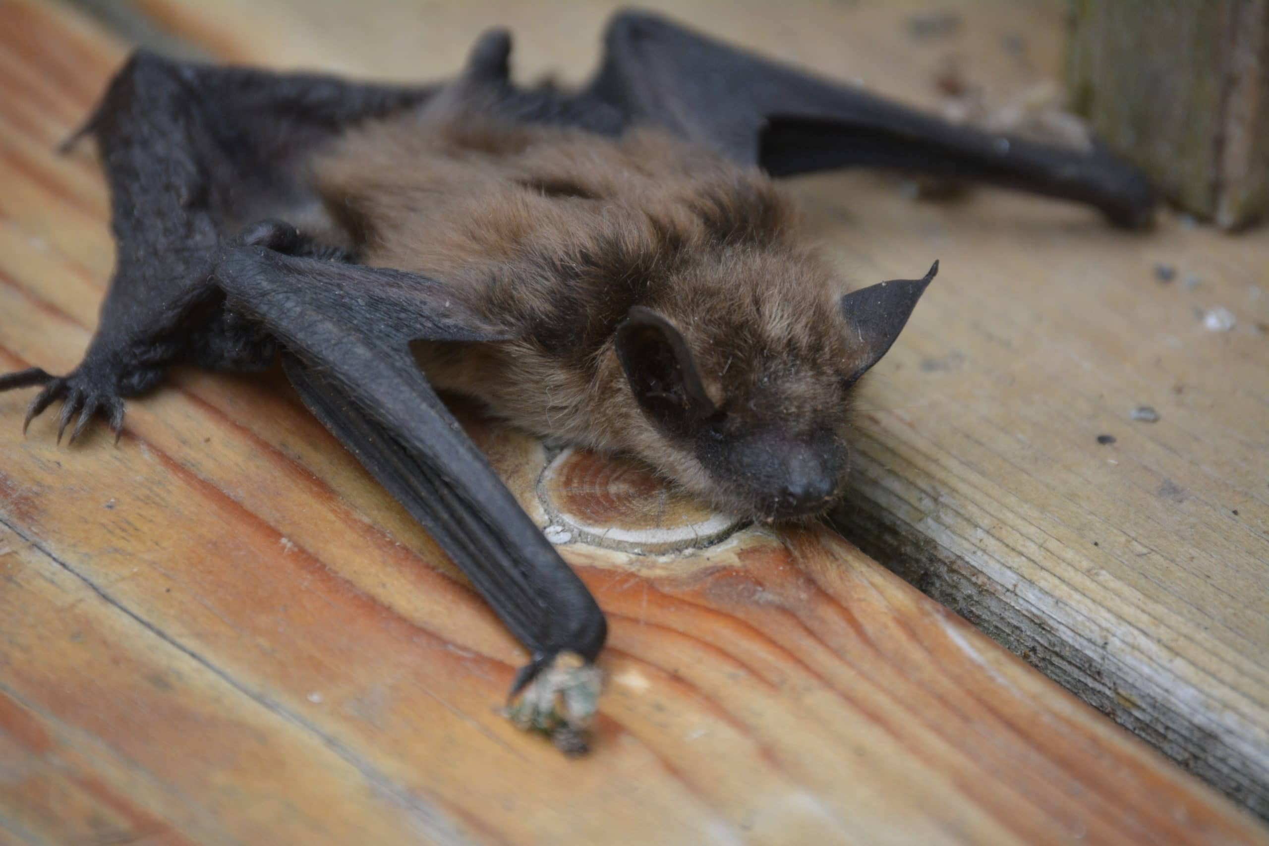 Big Brown Bat on a Deck