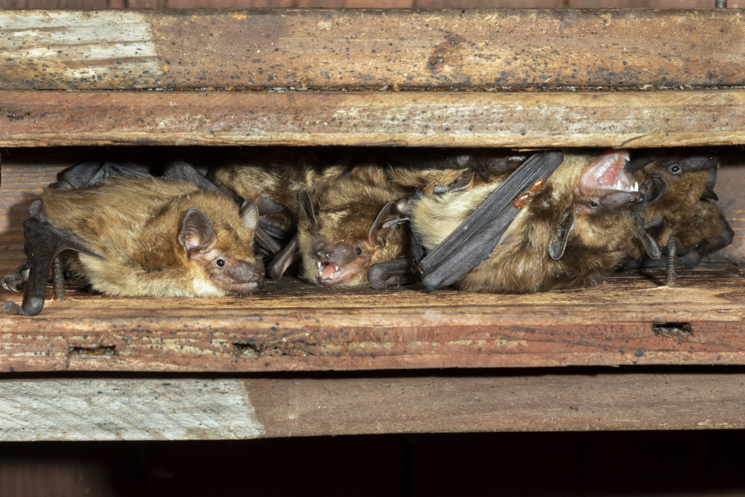 Big brown bats in a house
