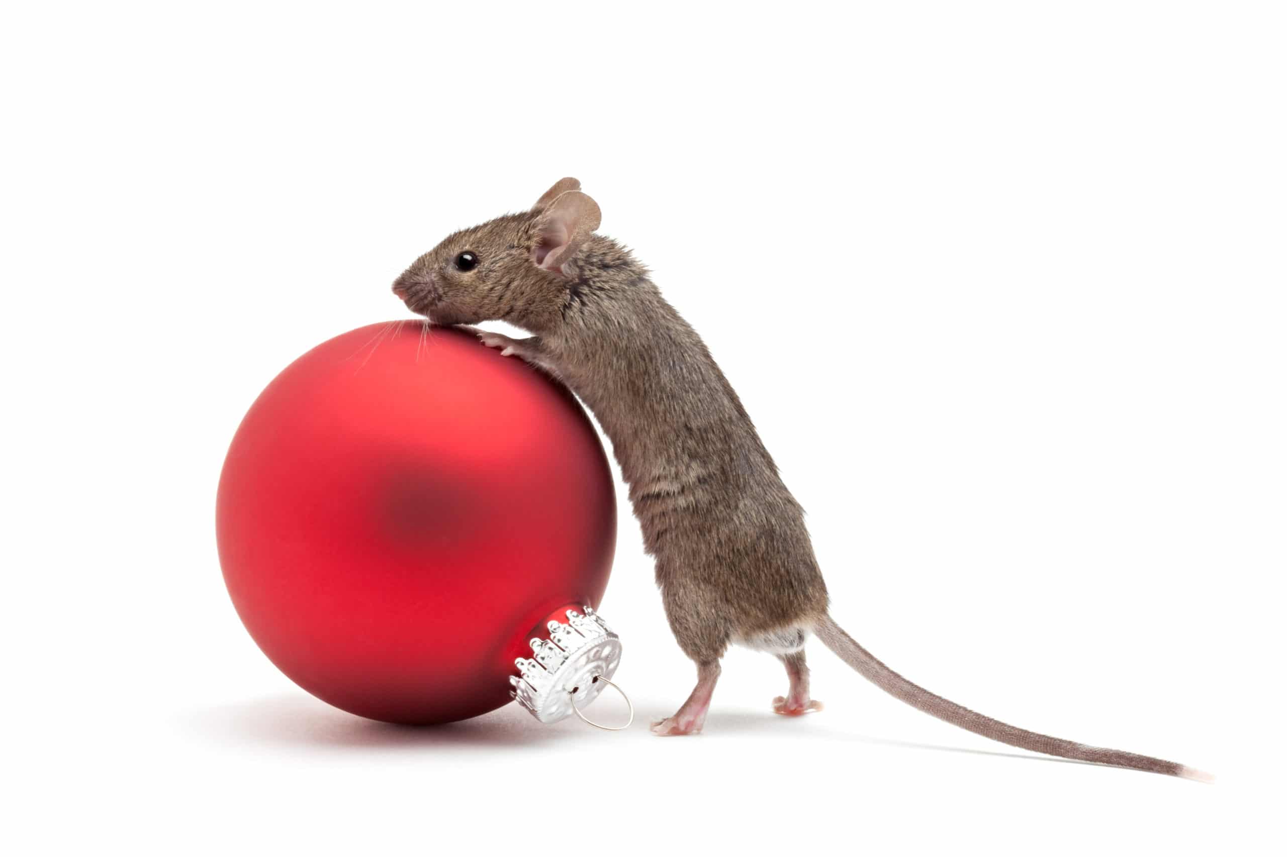 Mouse looking over a red Christmas ornament