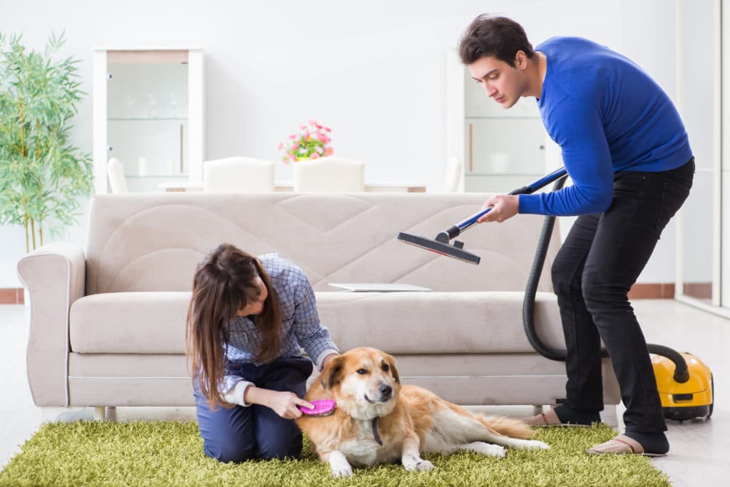 Couple cleaning their dog and house from fleas