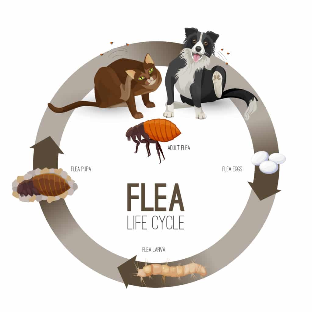 A flea life cycle diagram