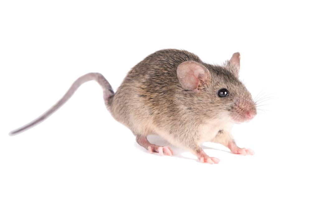 a field mouse on a white background