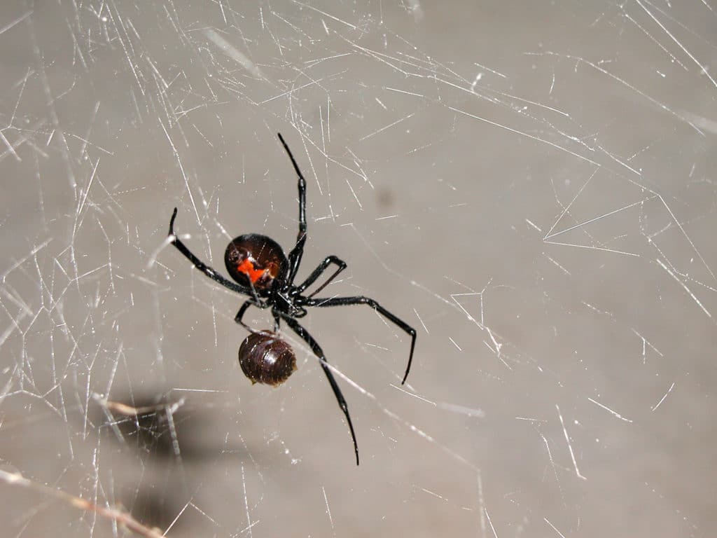 A Black Widow Spider getting ready to eat it's prey