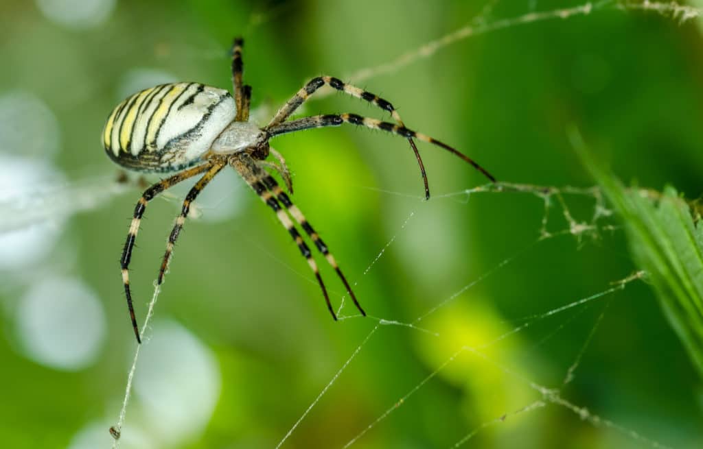 Common black and yellow fat corn or garden spider (Argiope aurantia) on his web waiting for his prey