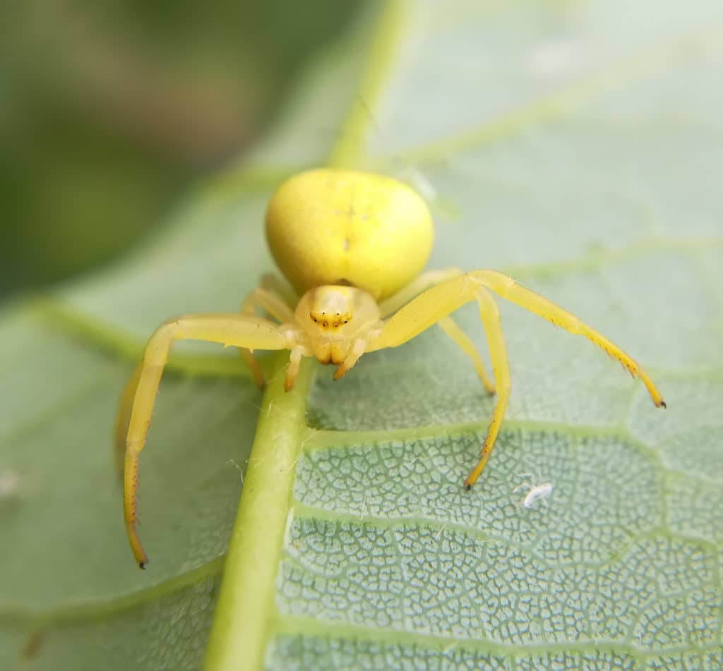 Goldenrod Crab Spider on a leaf. Native to Minnesota