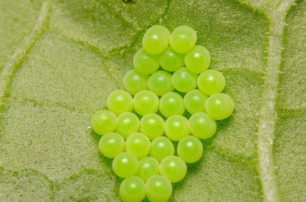 Green ShieldBug eggs on a leaf