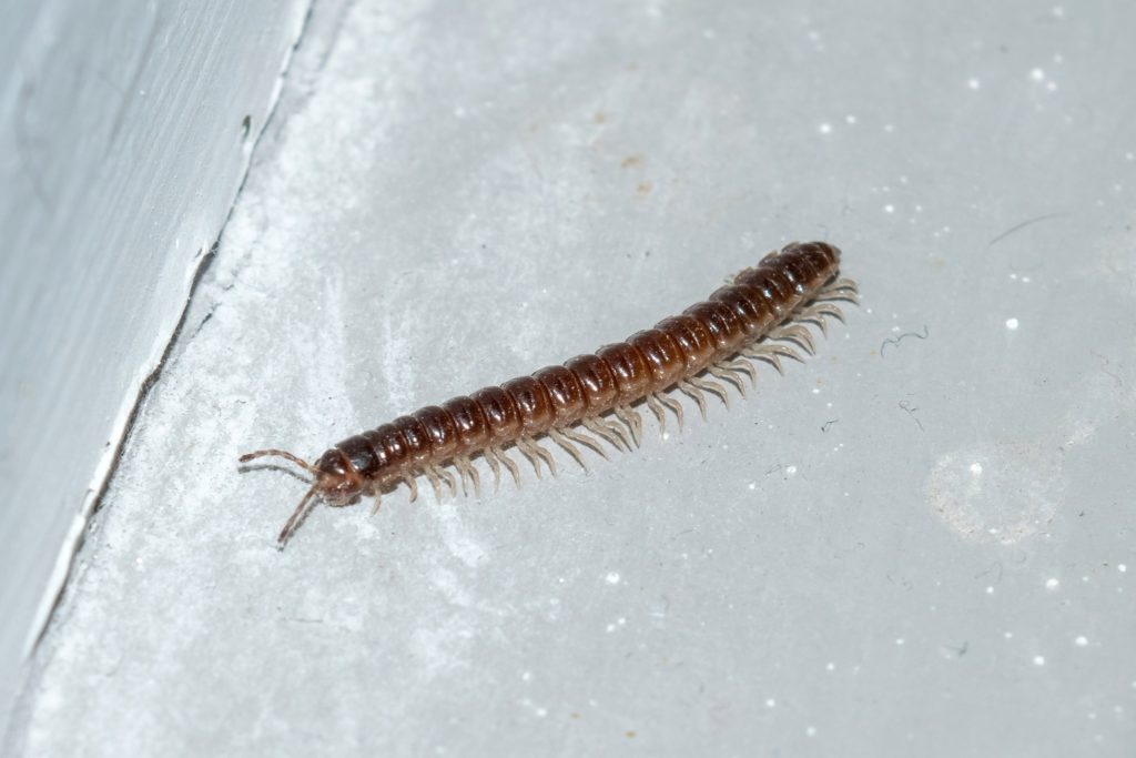 A centipede crawling along a basement floor.