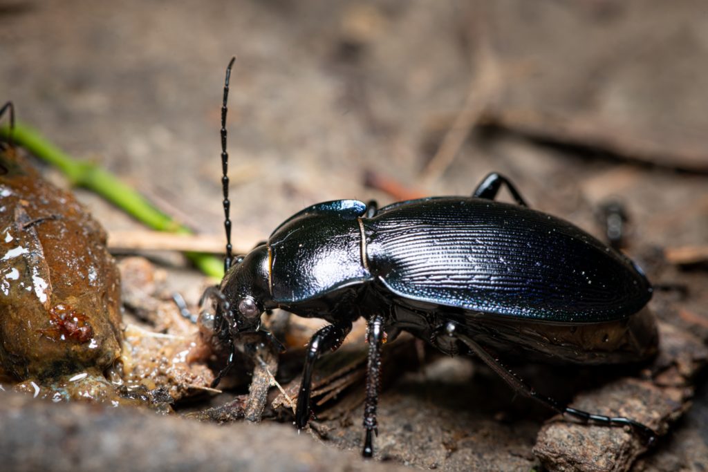 A Ground Beetle eating a slug in a garden.
