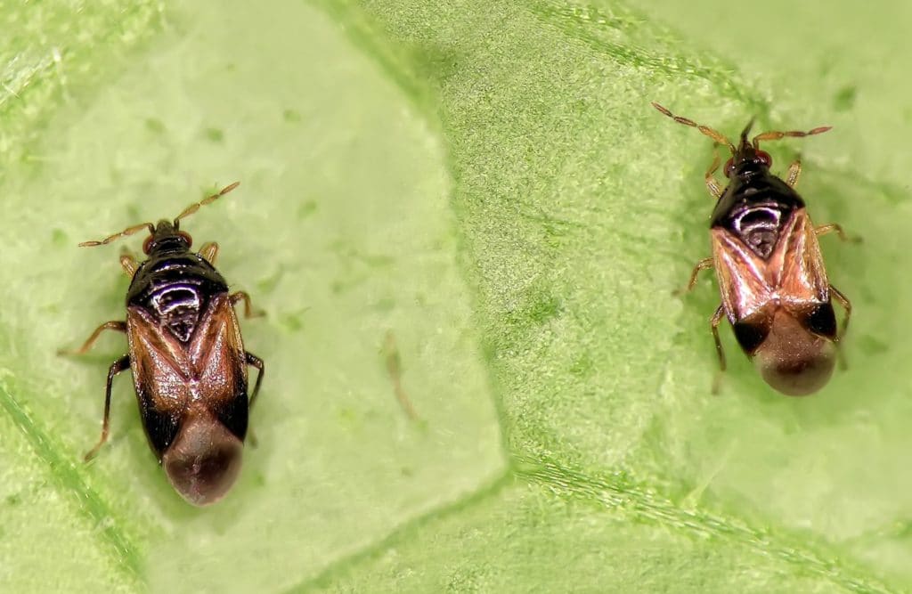 Two Minute Pirate Bugs on a leaf, being beneficial insects
