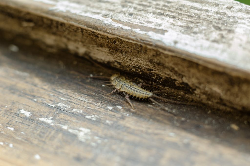 A Silverfish living in a basement