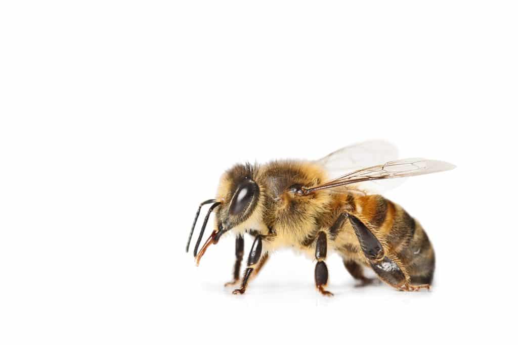 A portrait of a honey bee, isolated on a white background. Tehy are a common stinging insect.