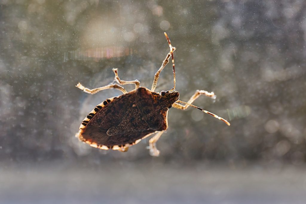 A stink bug in the house on the window.