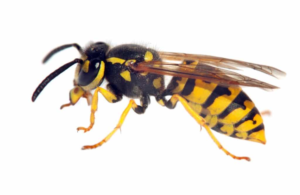A portrait of a wasp, a common stinging insect.
