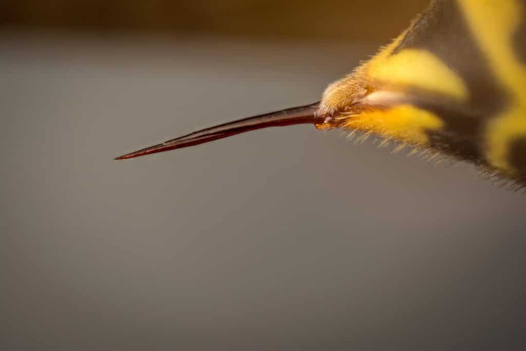 A closeup of a wasp or yellow jacket stinger