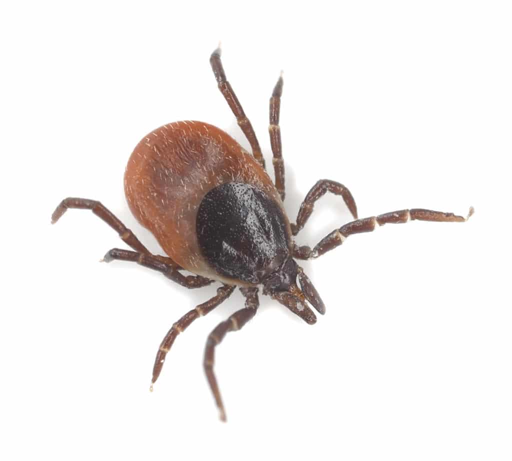 An enlarged photo of a tick on a white background