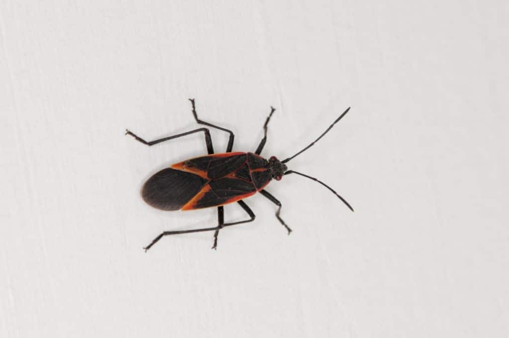 A Boxelder bug is a dark beetle with orange markings