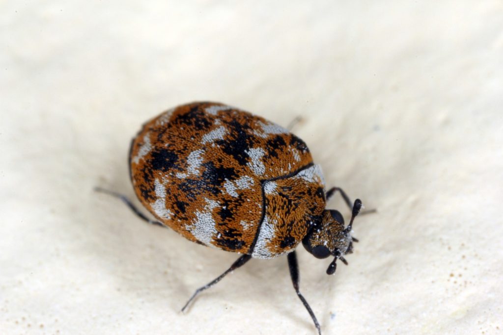 A multi-colored carpet beetle close up