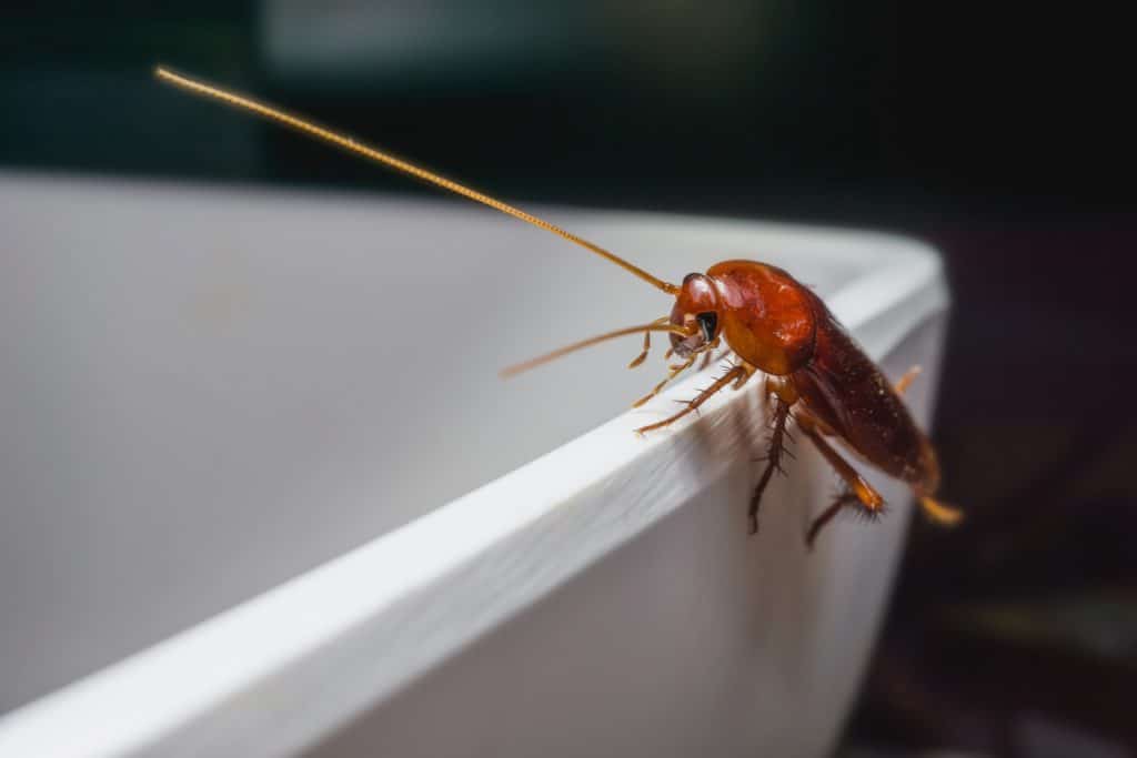 A cockroach on a sink