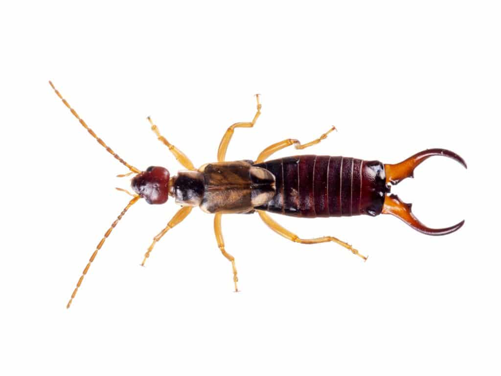 An earwig isolated on a white background