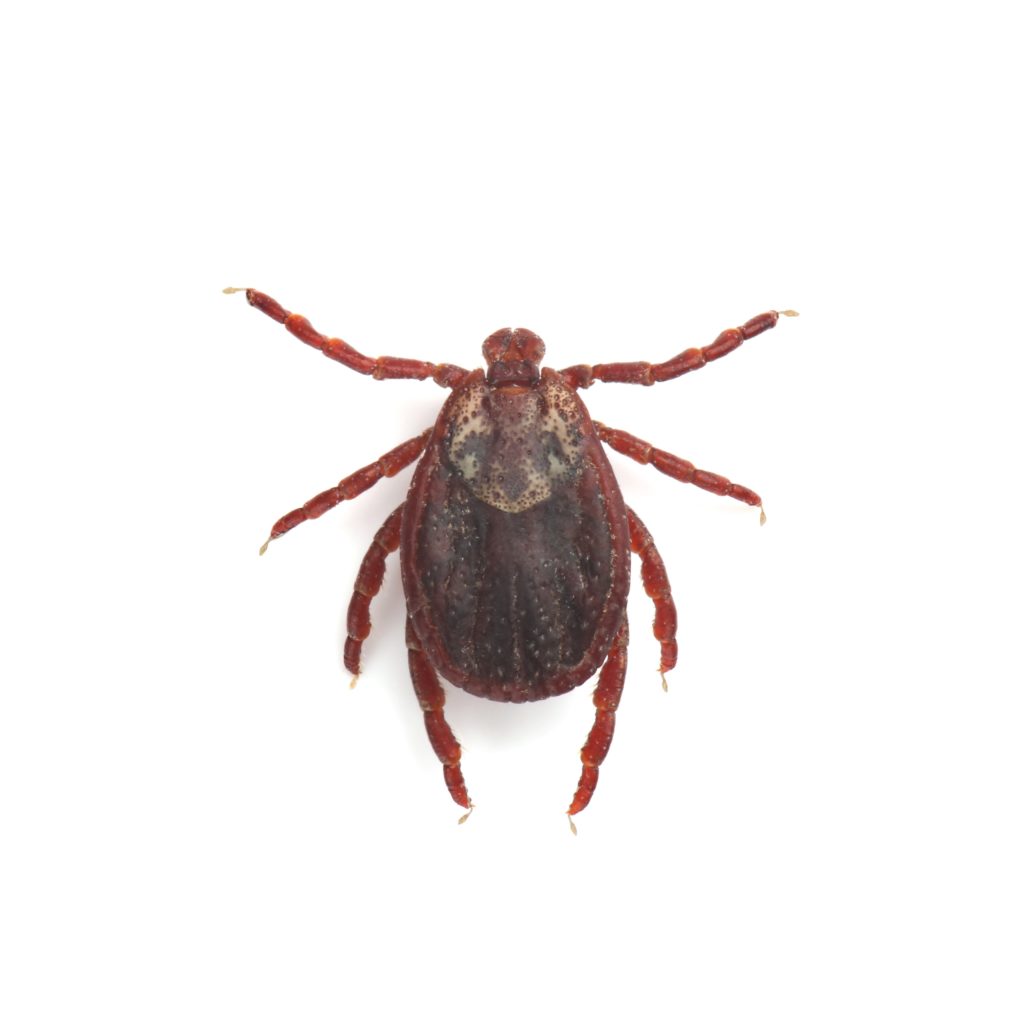 A red male tick on a white background.