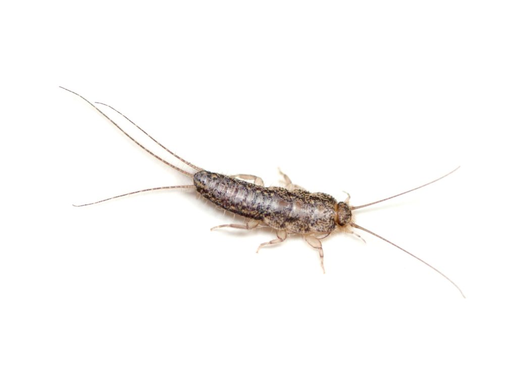 A Silverfish close up on a white background. Silverfish are a common Minnesota bug.