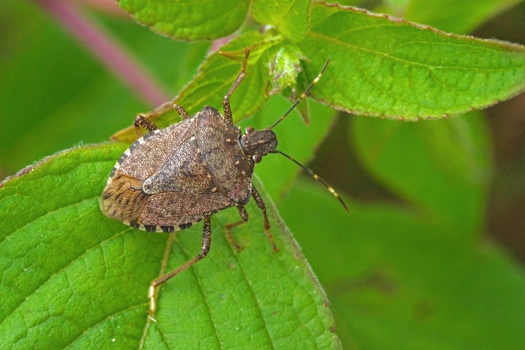A Stink Bug on a bright green leaf. Stink Bugs are a common Minnesota bug.