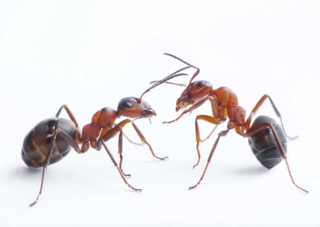 Two ants on a white background