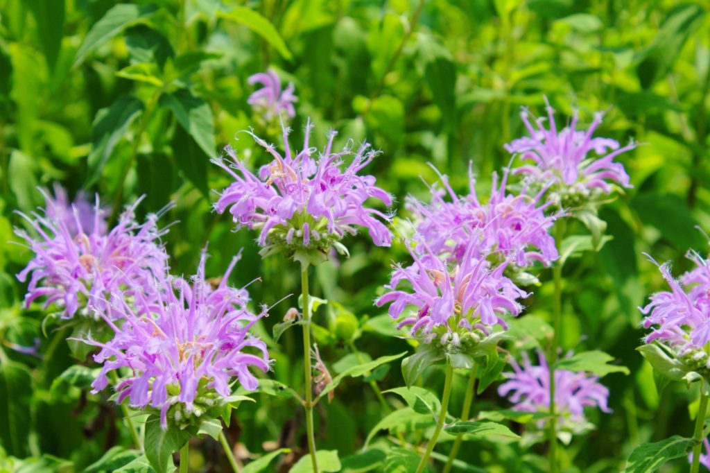 Purple flowers known as Bee Balm.