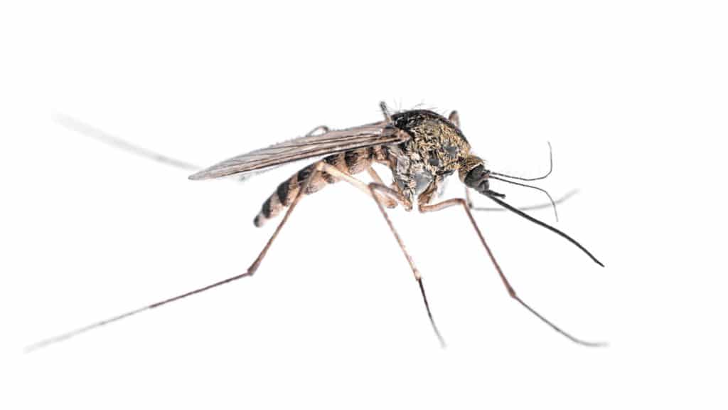 An adult mosquito isolated on a white background. The adult stage is one of the four stages of the mosquito lifespan.
