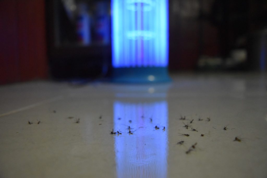 A blue bug zapper surrounded by dead bugs.