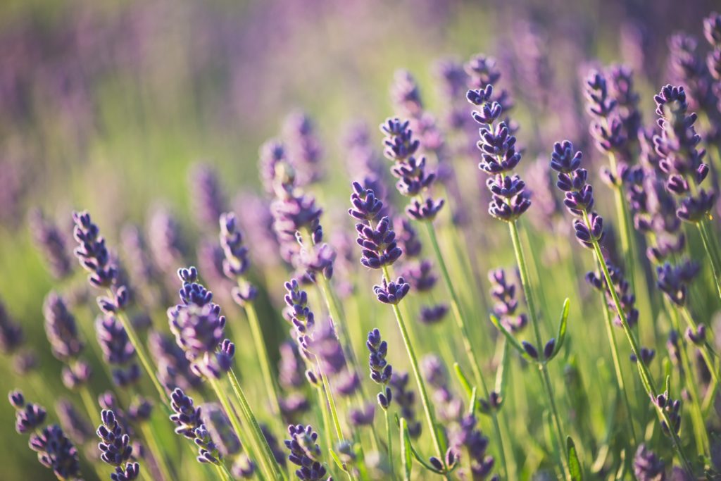 Purple Lavender flowers. Lavender is a plant to keep mosquitos away.