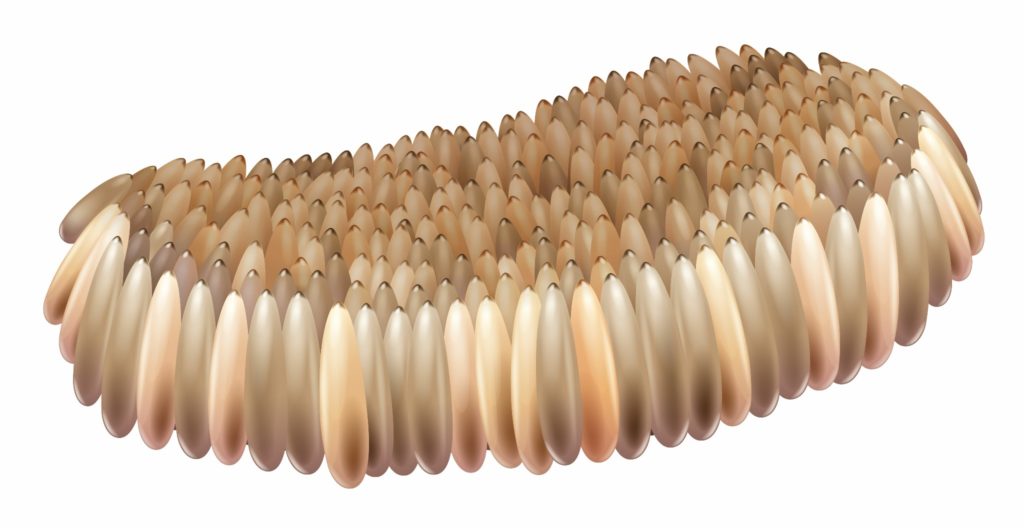 An illustration of a mosquito egg raft.