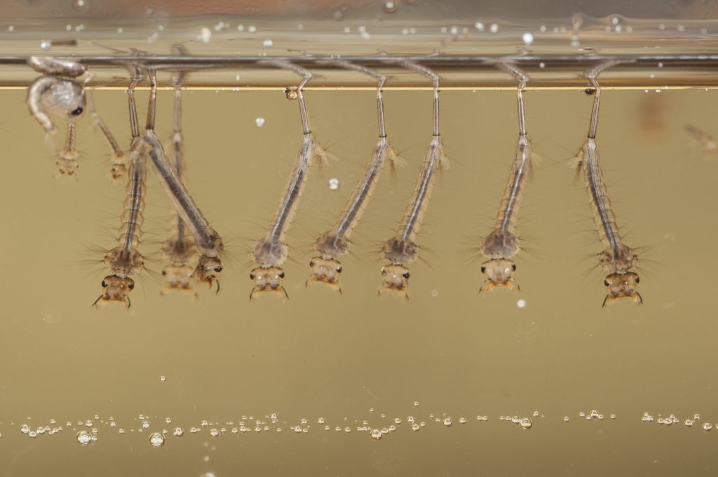 Mosquito larvae underwater. Larvae is just one portion of the mosquito lifespan.