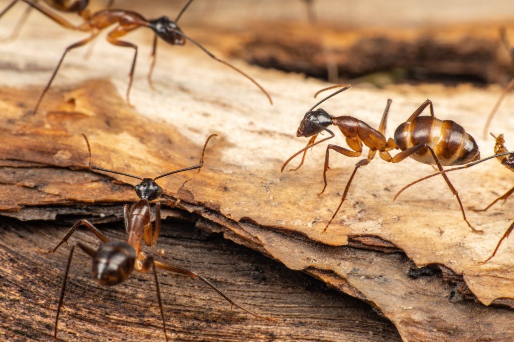 Carpenter ants on a piece of wood