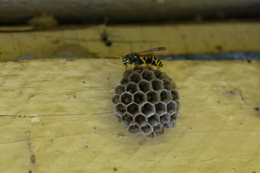 A single yellow jacket building a small nest