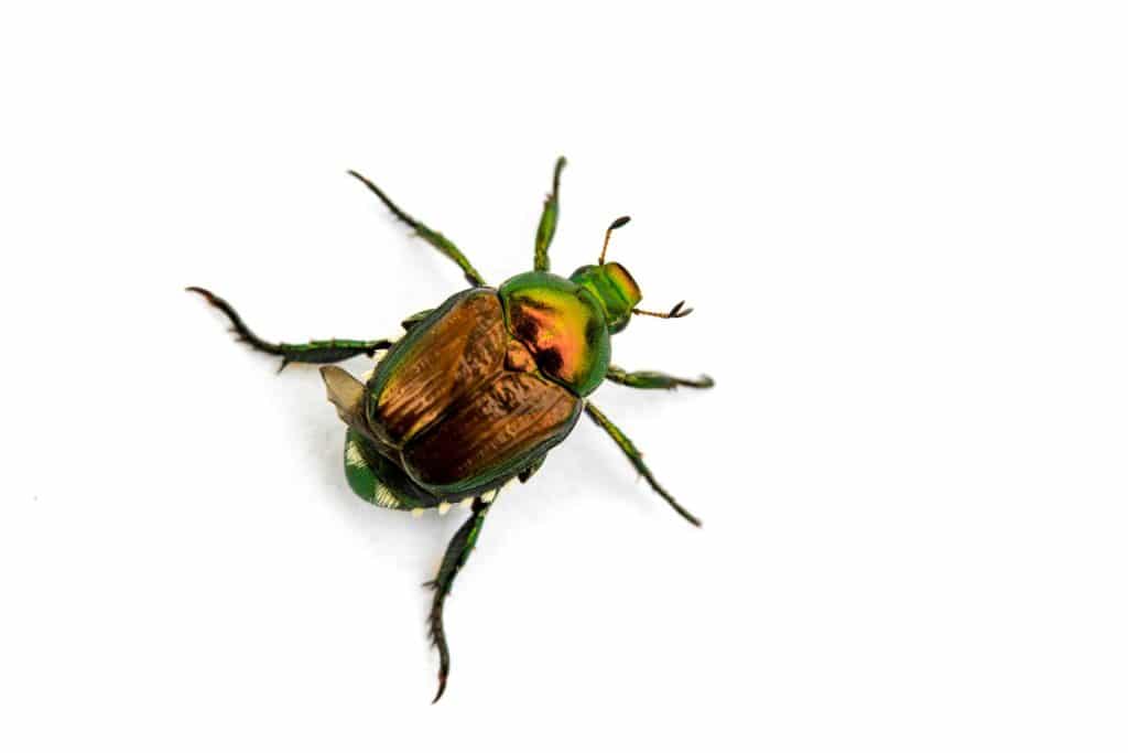 japanese beetle portrait