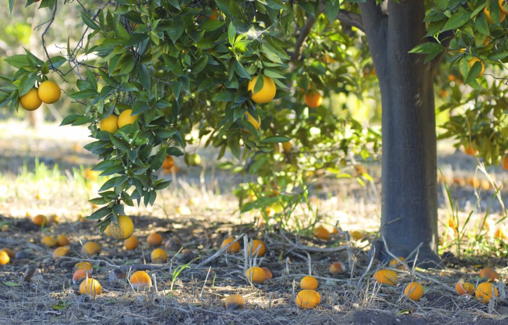 A lemon tree with fallen fruit on the ground. Rotting fruit can attract yellow ajckets and other pests to your yard.