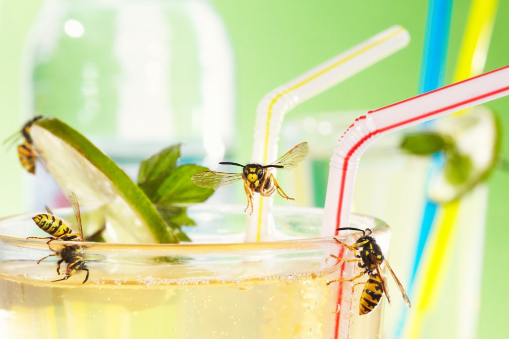 Three yellow jackets in a glass of lemonade