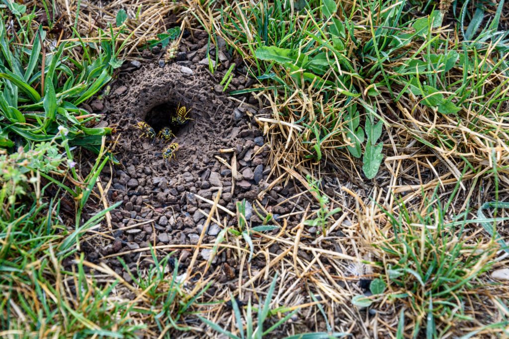 A yellow jacket nest underground. The first thing to consider when figuring out how to get rid of yellow jackets is locating their nest.