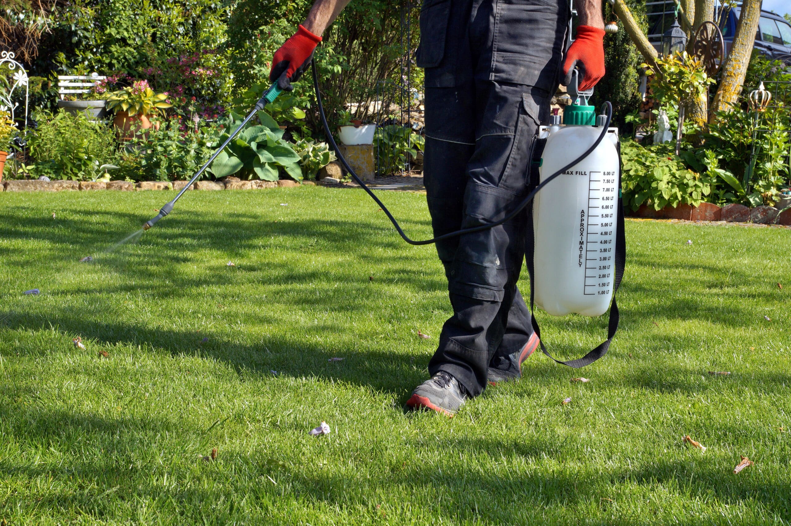 how to get rid of chiggers - spraying pesticide with portable sprayer to eradicate garden weeds in the lawn. weedicide spray on the weeds in the garden. Pesticide use is hazardous to health. 