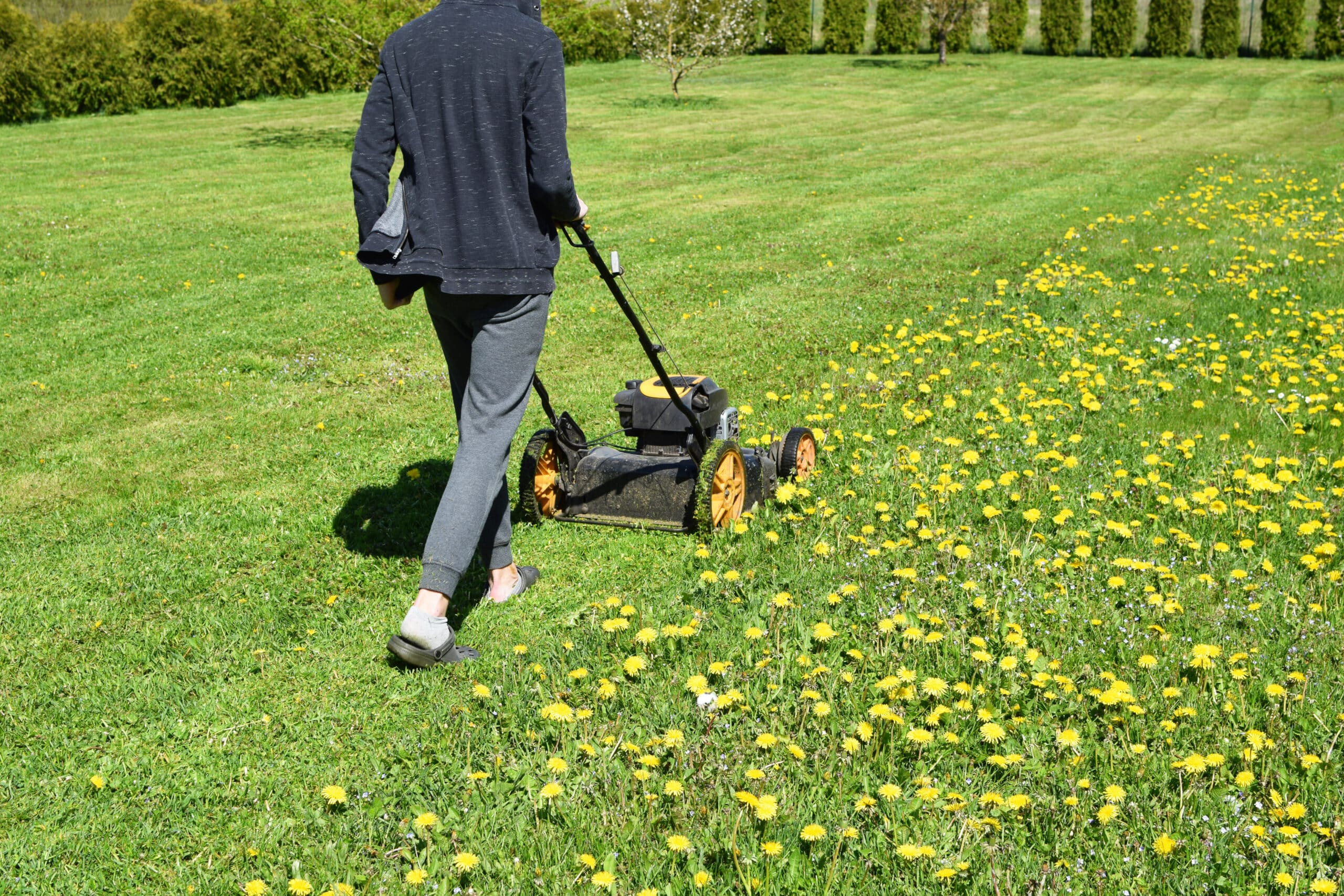 Teen boy mowing lawn grass in yard with lawnmower decorative plants thuja hedge on background in sunny summer day. Dandelions blooming.Children helping in householding and seasonal garden work concept
