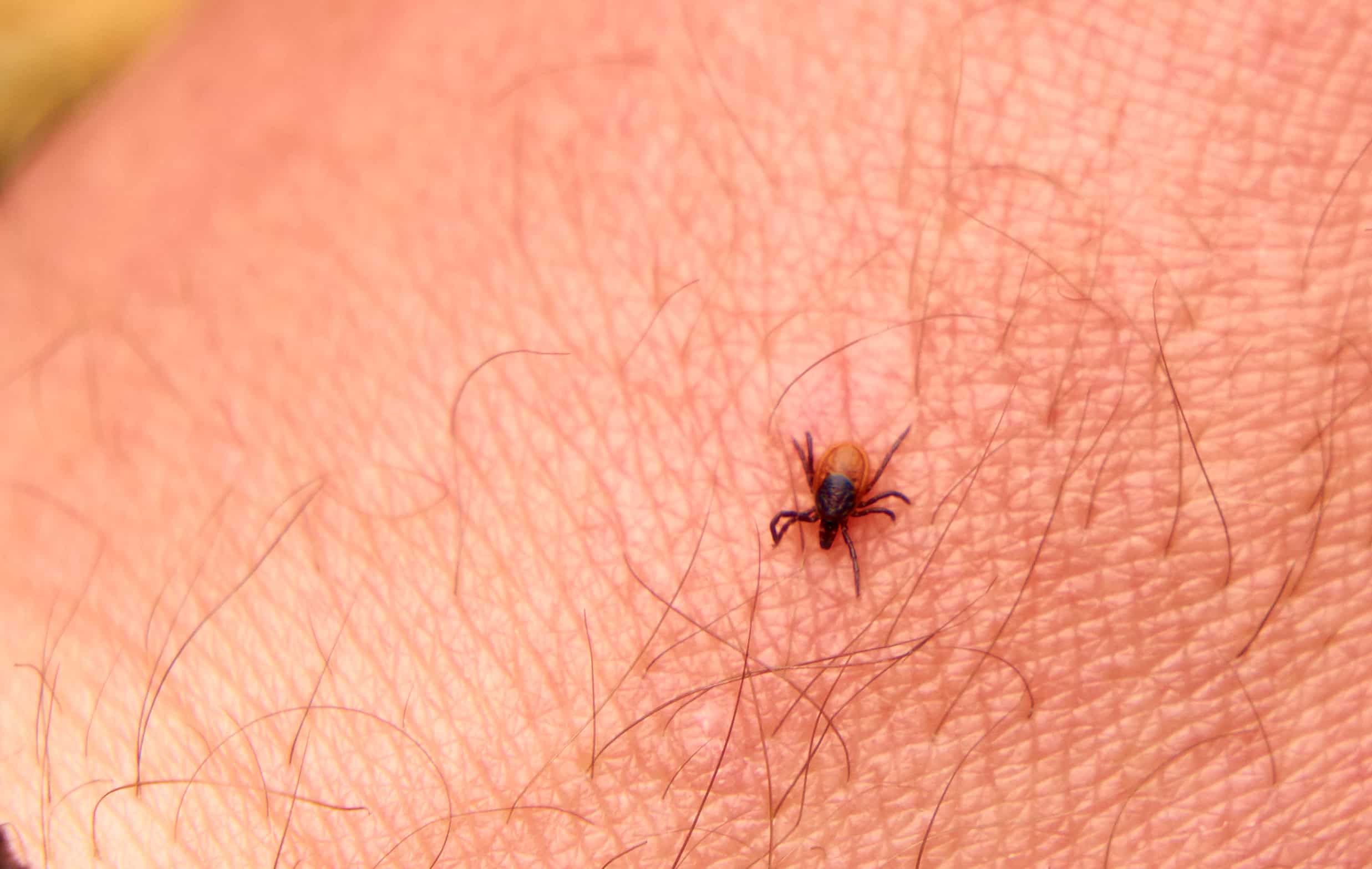 Chiggers Attach to a Host