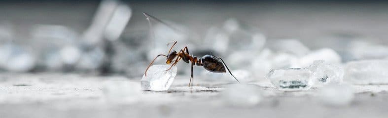 Ant With Sugar Cube
