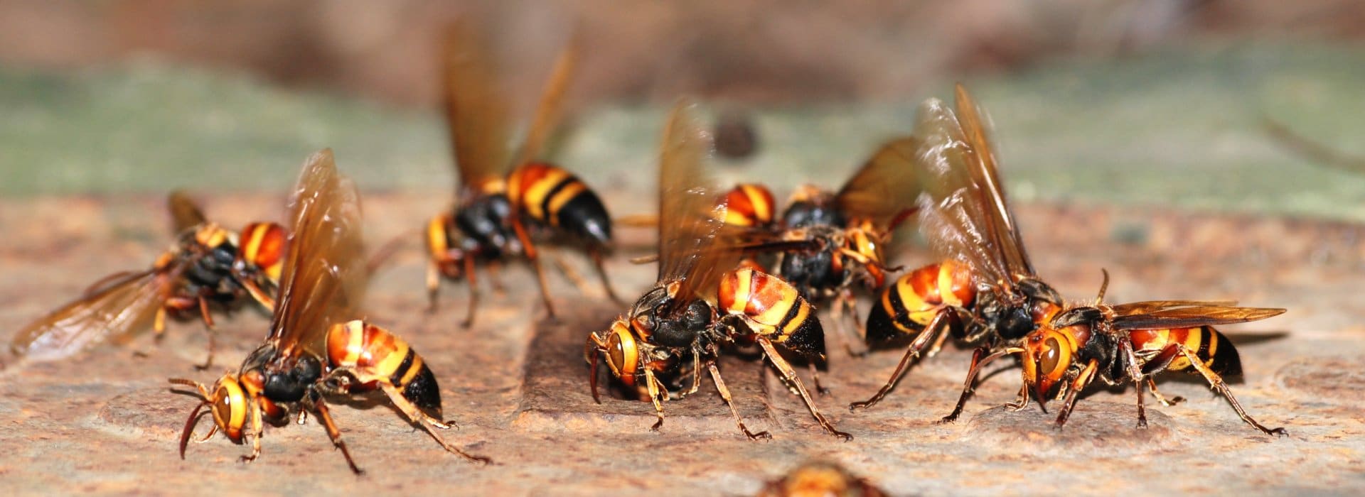 How To Get Rid Of Hornets And Wasps Environmental Pest Management