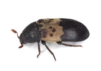 Everything You Need To Know About Larder Beetles Epm
