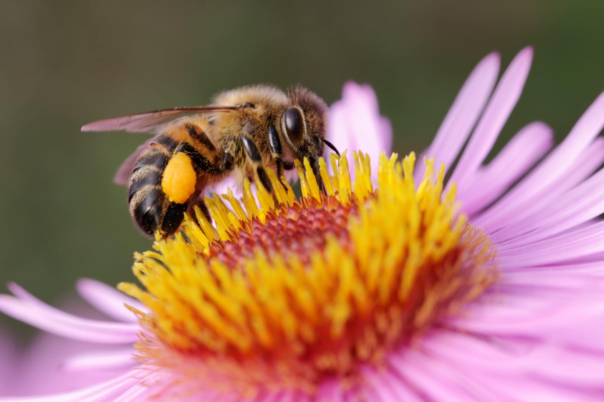 A bee pollinating a purple flower with a yellow center.