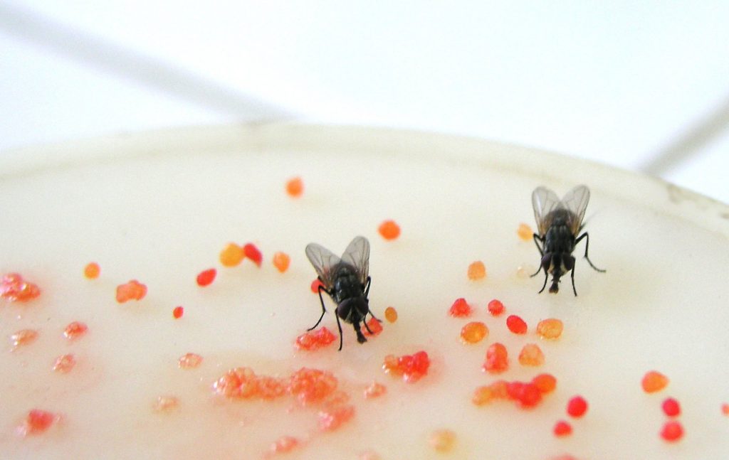 The Reason There Are So Many Flies In Your House